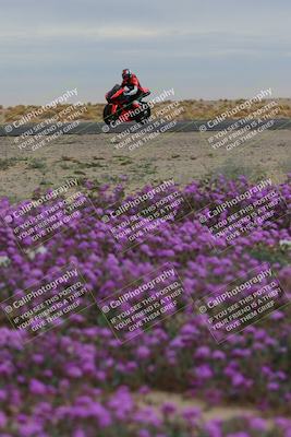 media/Jan-14-2023-SoCal Trackdays (Sat) [[497694156f]]/Turn 14 Exit Bloomig (145pm)/